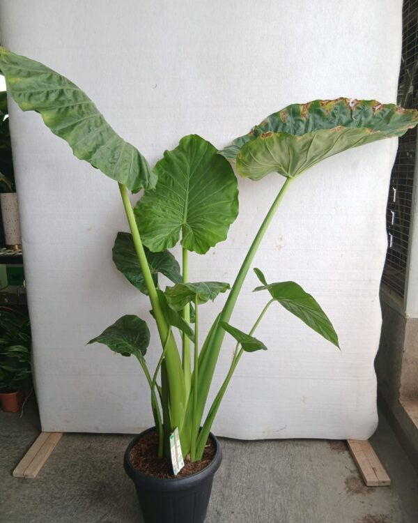 Alocasia macrorrhizos