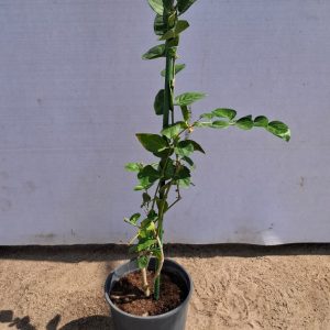 Arabian jasmine