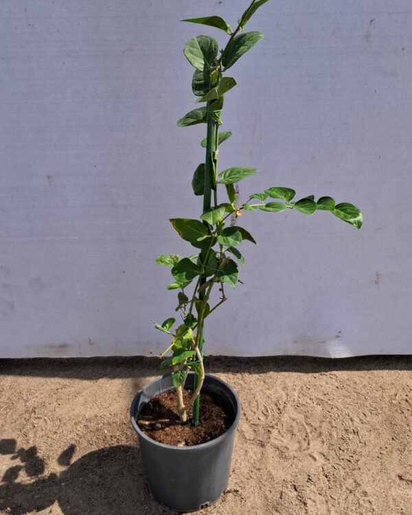 Arabian jasmine
