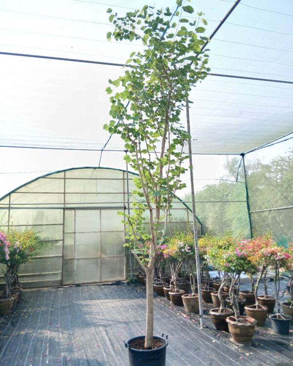 Bauhinia purpurea