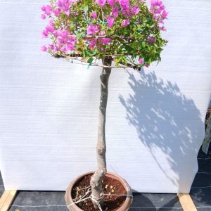 Bougainvillea spectabilis