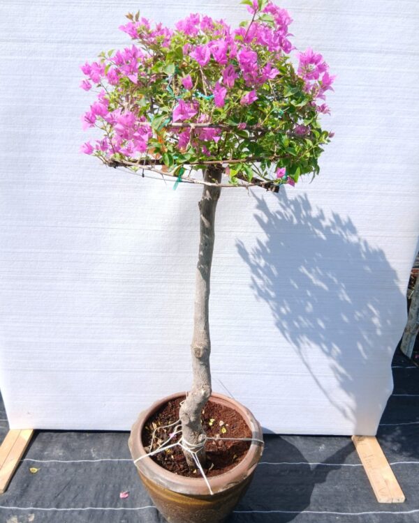Bougainvillea