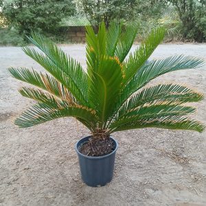 Cycas revoluta