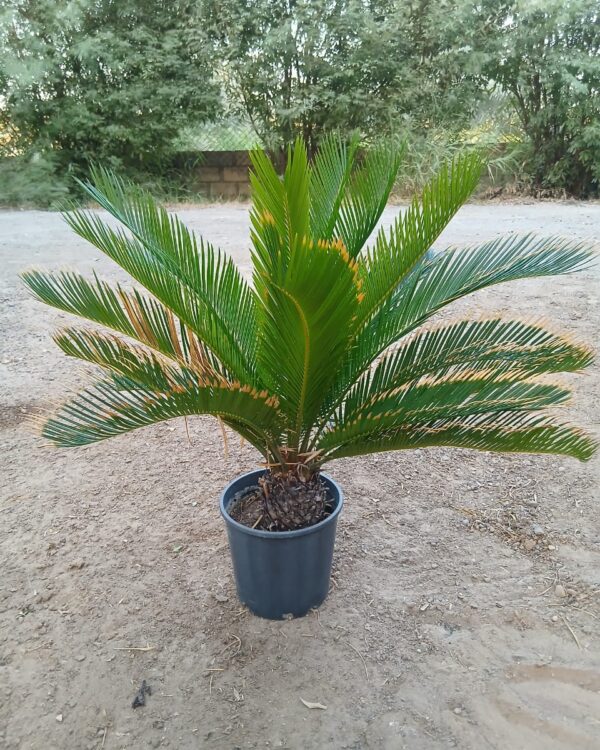 Cycas