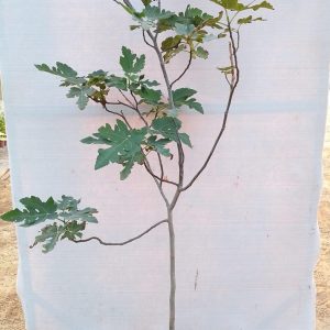 Ficus carica