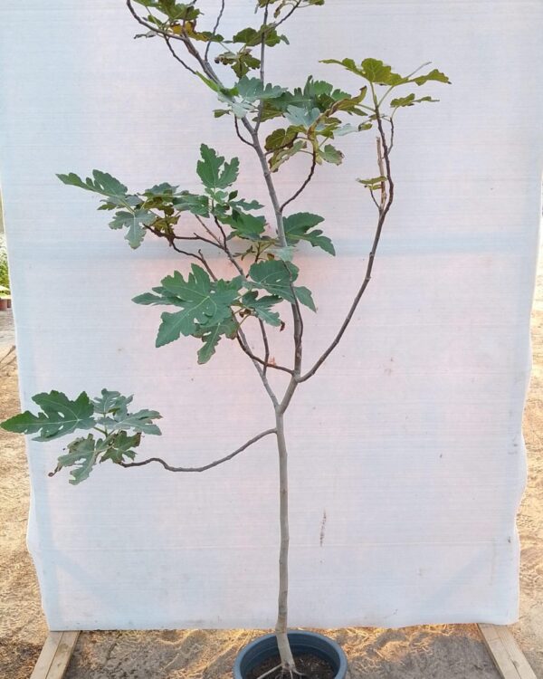 Ficus carica