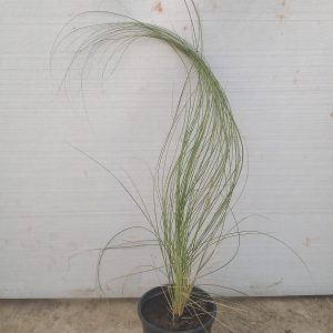 Pennisetum setaceum