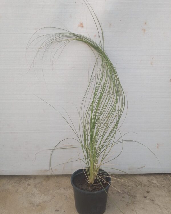 Pennisetum setaceum