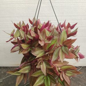 Tradescantia zebrina