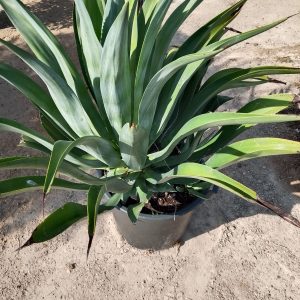 Agave sisalana