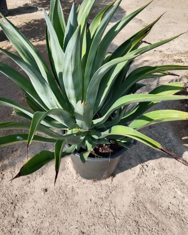 Agave sisalana