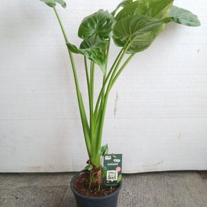 Alocasia cucullata
