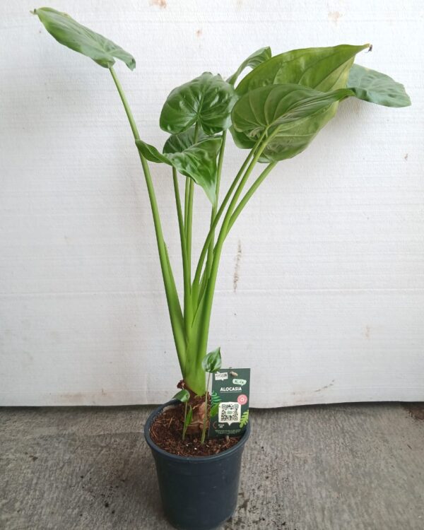 Alocasia cucullata
