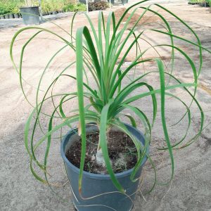 Beaucarnea recurvata