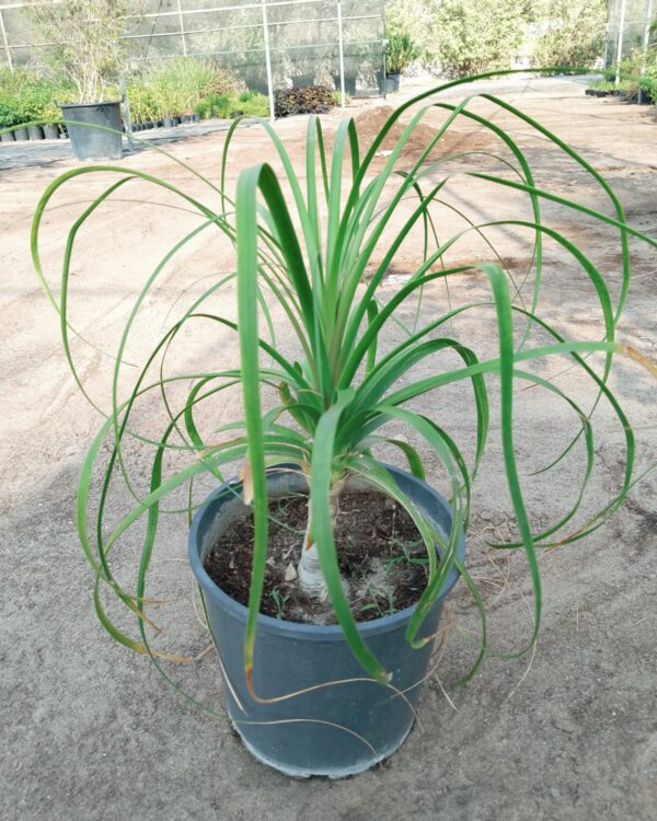 Beaucarnea recurvata