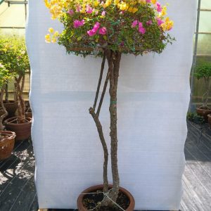 Bougainvillea spectabilis