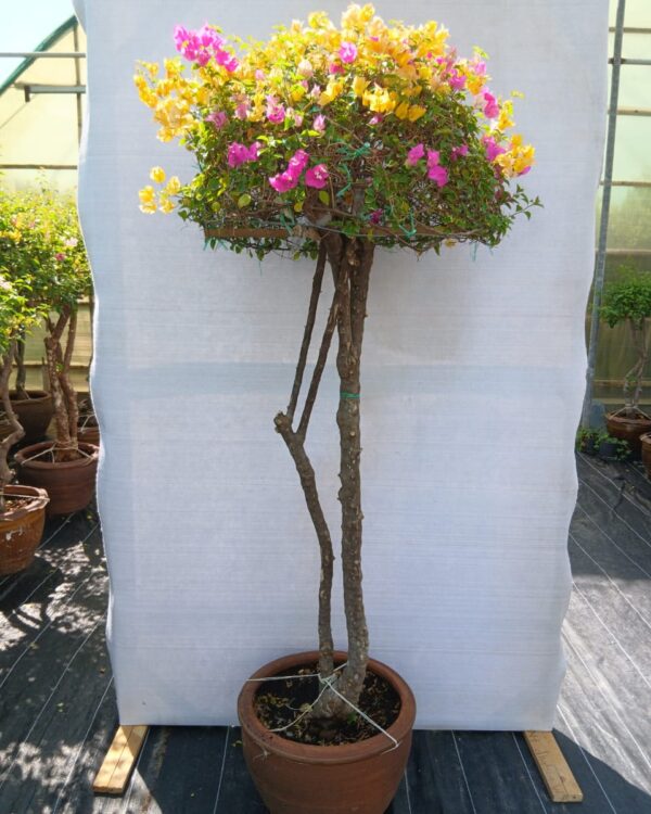 Bougainvillea