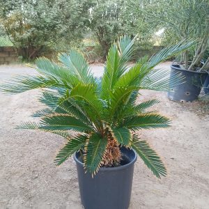 Cycas revoluta