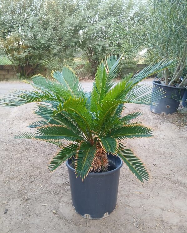 Cycas