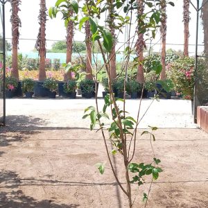 Psidium Guajava