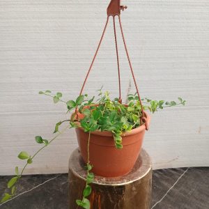 Vinca minor