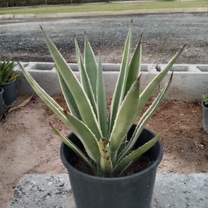 Agave americana variegata