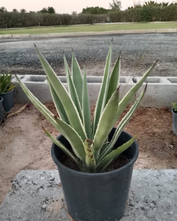 Agave varieties