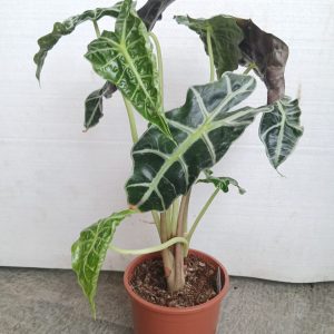 Alocasia mortfontanensis