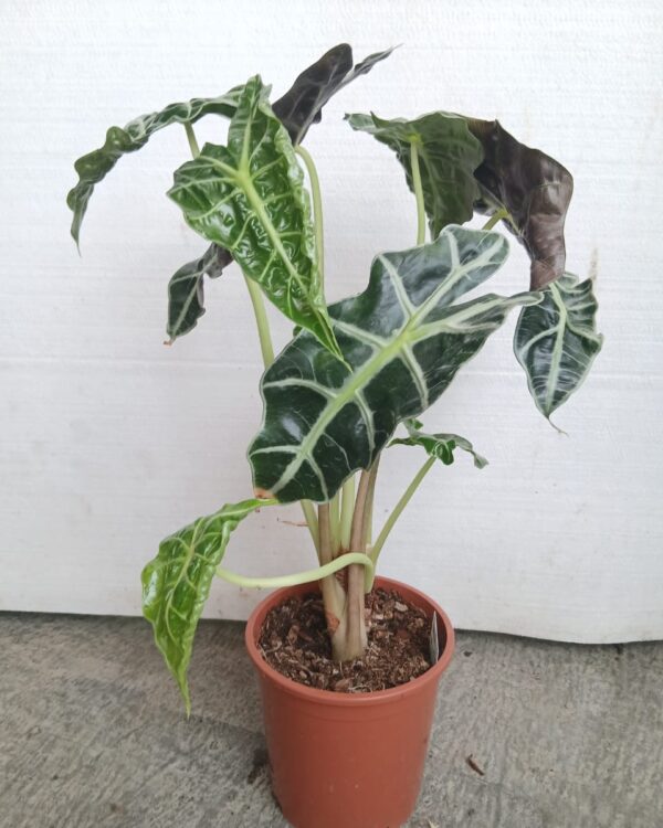 Alocasia mortfontanensis