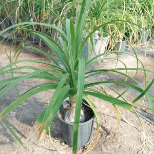 Beaucarnea recurvata