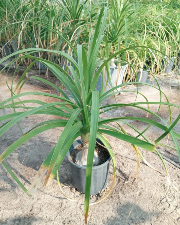Beaucarnea recurvata