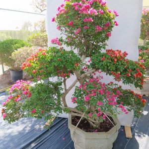 Bougainvillea spectabilis