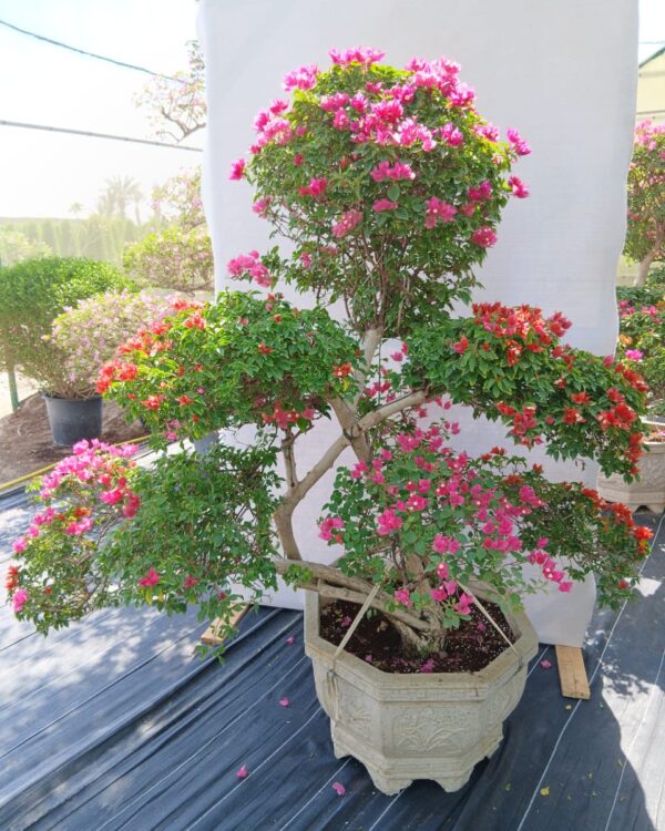 Bougainvillea