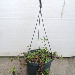 Callisia repens