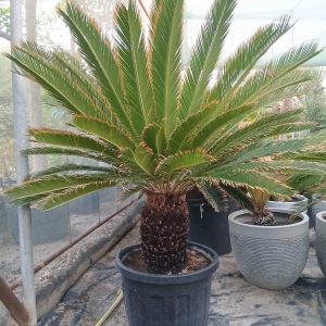 Cycas revoluta