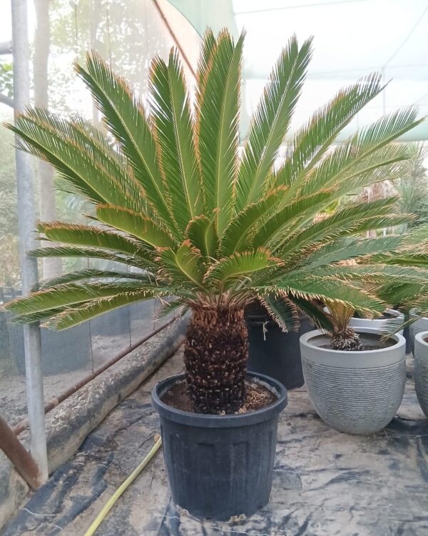Cycas