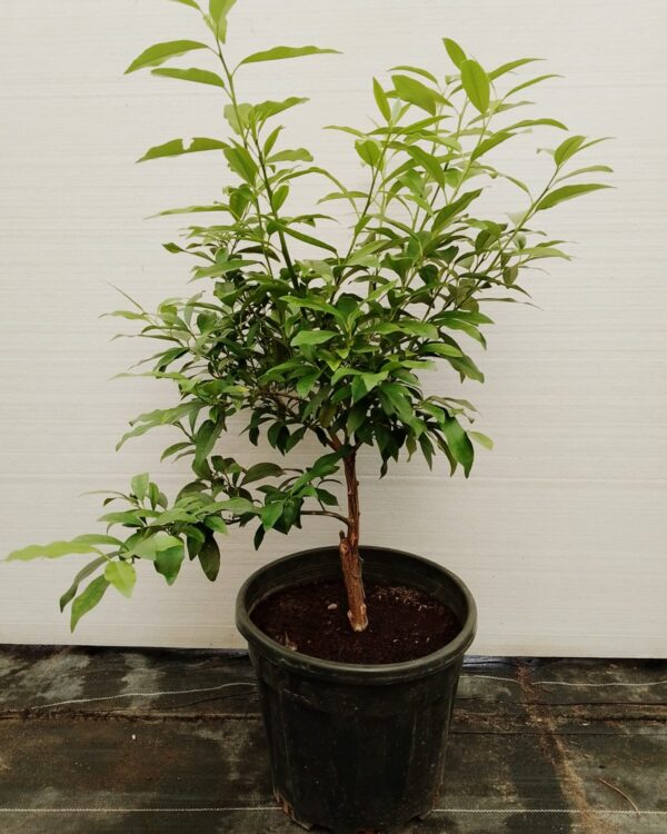 Kumquat