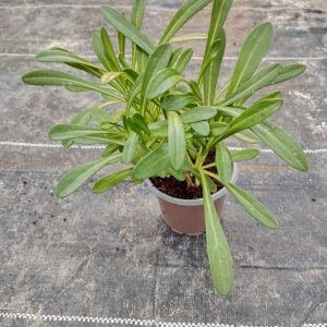 Gazania nivea