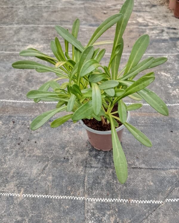 Gazania