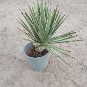 Agave macroacantha variegata
