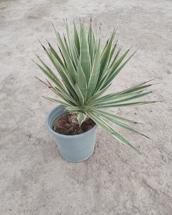 Agave varieties