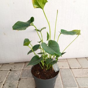Anthurium andraeanum