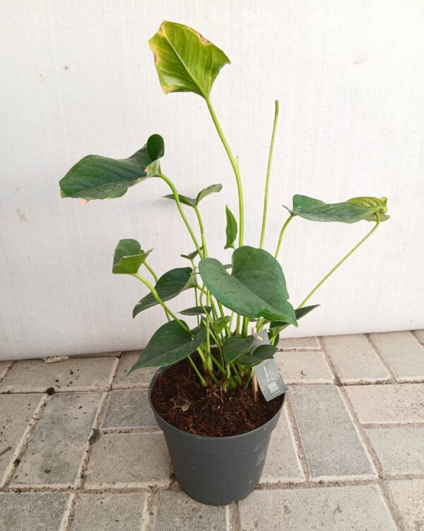 Anthurium andraeanum