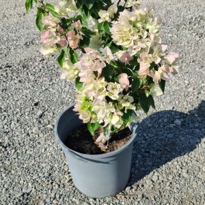 Bougainvillea compacta