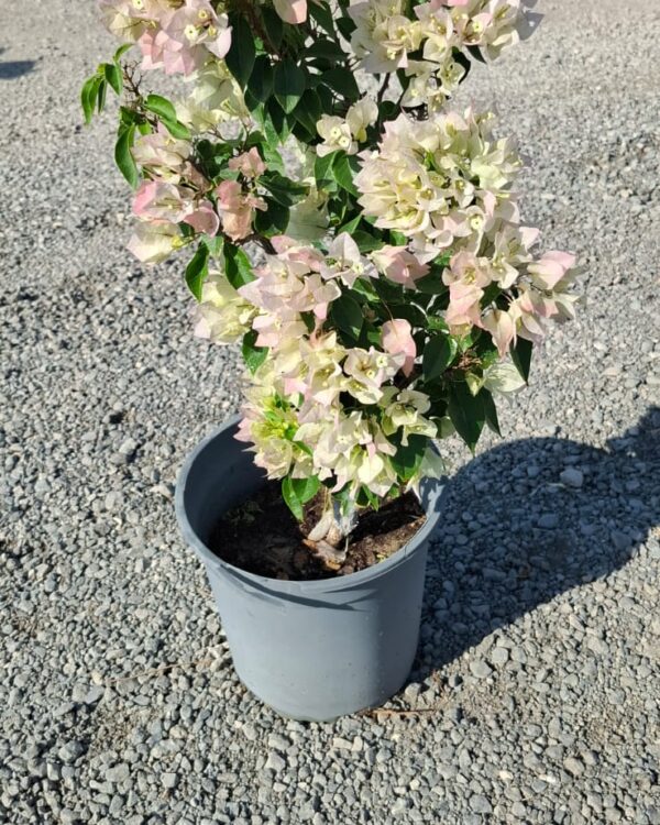 Bougainvillea