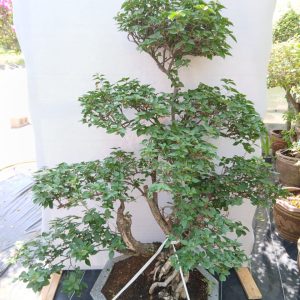 Bougainvillea spectabilis