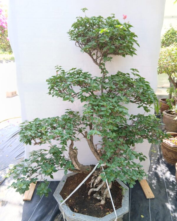 Bougainvillea