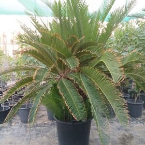 Cycas revoluta
