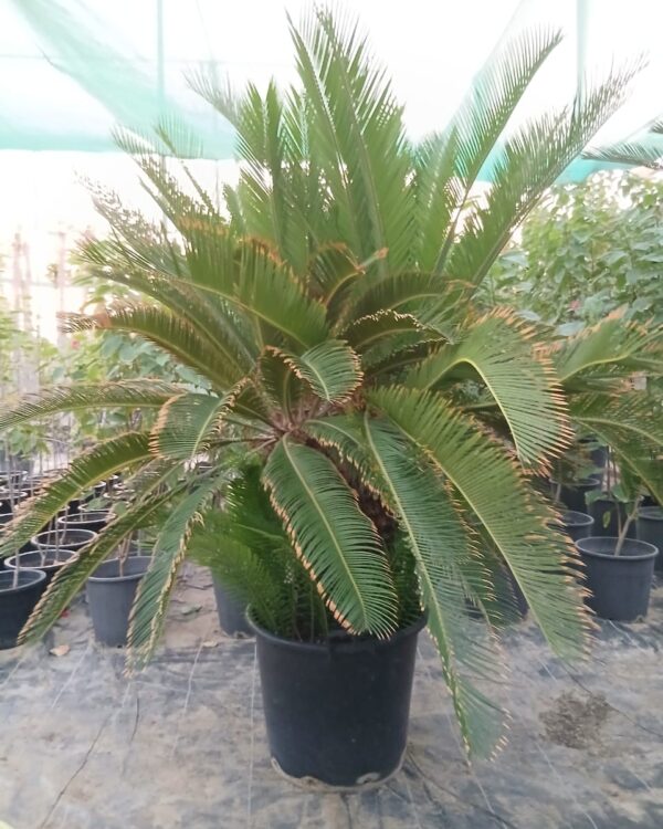 Cycas