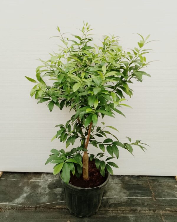 Kumquat